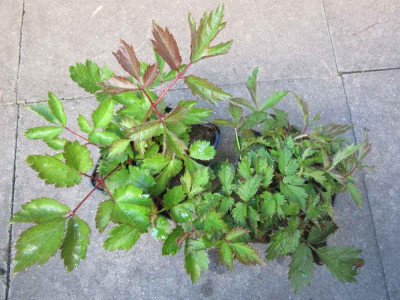 astilbe pumila gen 1.jpg