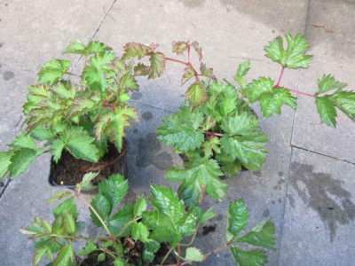astilbe pumila gen 2.jpg
