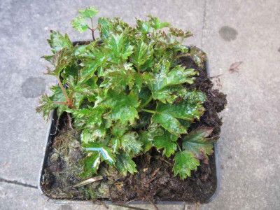 astilbe pumila gen 3.jpg
