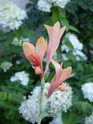 2015-08-21 Canna.jpg