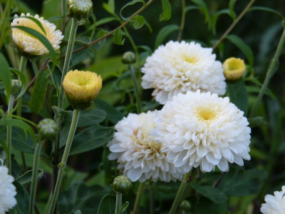 2015-08-21 Chrysanthemum 'White Bouquet'.jpg