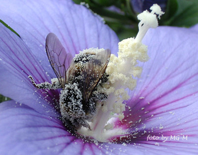 Imgp9265-hummel.jpg
