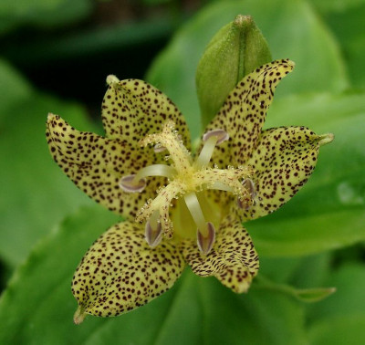 06110030_eTricyrtis_latifolia.JPG
