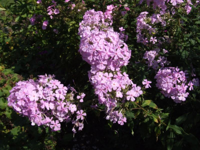DSCF2517.JPG