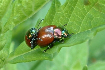 chrysolina_polita.jpg