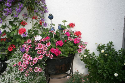 Einjährige0515.JPG