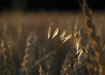 feld_06_1.jpg