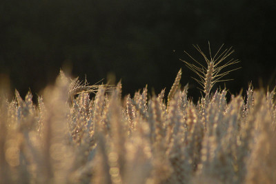 feld_06_2.jpg