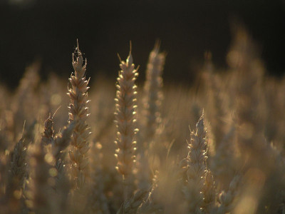 feld_06_3.jpg