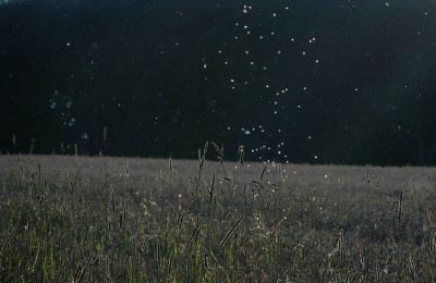 feld_06_5.jpg