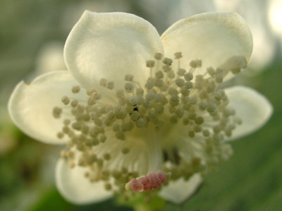 Deinanthe_bifida_weiss_k.jpg
