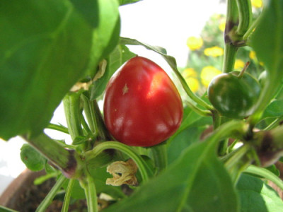 largecherry.jpg