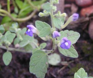 Scutellaria_sp3.jpg