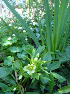 helleborus_im_Sommer_0011.jpg