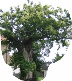 maronikleiner.jpg