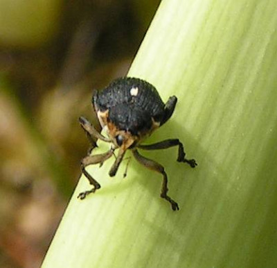 Mononychus_punctum-album_-_Weisspunktiger_Schwertlilienruessler_02.jpg