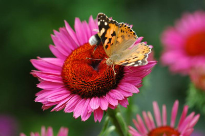 Schmetterling_Hummel_Sonnenhut_1_23-07-2006.jpg