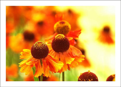 Helenium_1_23-07-2006.jpg