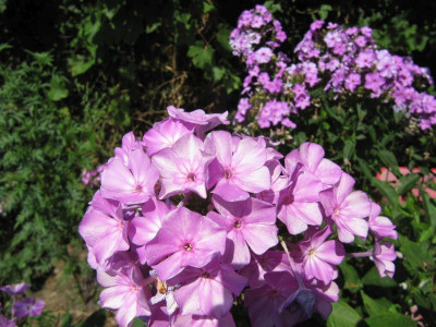 Sämling Nr. 3 150821.jpg