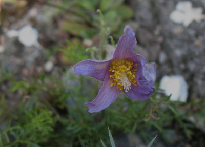 Pulsarilla bungeana var. astragalifolia  ...   21.8.15 016.jpg