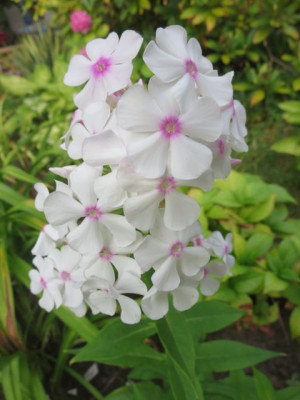 Phlox-Slg.jpg