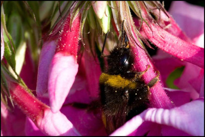 hummel.jpg