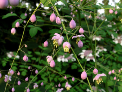 Thalictrum-mit-Samtblatthortensie.jpg