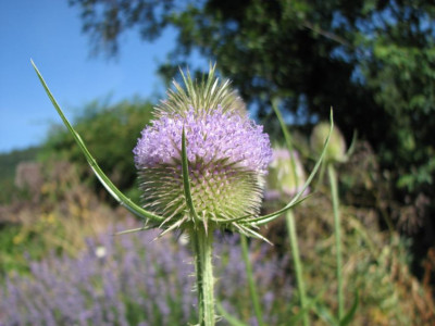 WILD_DI_2507_I.jpg