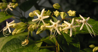 Clerodendrum-Bluete-250706_k.jpg