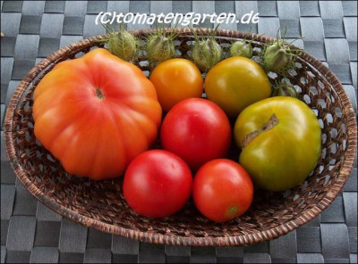 06goldene_koenigin_harzfeuer_isumrodnoje_jabloko_lime_green_salad_rhodia_vitella02.jpg.jpg