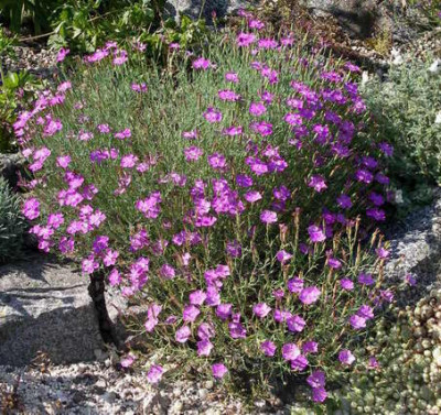 Dianthus_nardiformis_2006-07-25.JPG