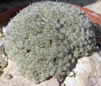 Draba_acaulis_2006-07-25.JPG