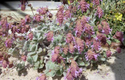 Origanum_dictamnus_2006-07-25.JPG