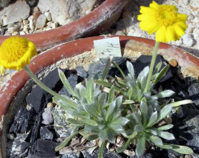 Hymenoxis_acaulis_ssp._caespitosum_2006-07-25.JPG