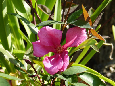 2015-08-22 Rosen Rosa chinensis var. mutabilis 2.jpg