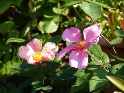 2015-08-22 Rosen Rosa chinensis var. mutabilis.jpg