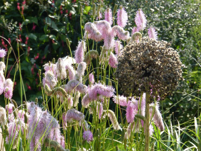 2015-08-22 Gartenimpressionen 1.jpg
