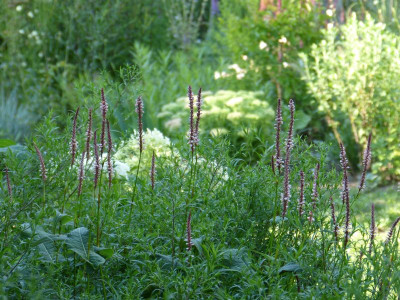 2015-08-22 Gartenimpressionen 2.jpg
