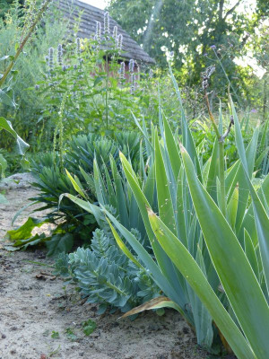 2015-08-22 Gartenimpressionen 3.jpg