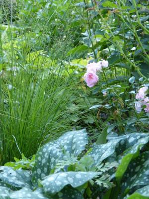 2015-08-22 Gartenimpressionen 4.jpg