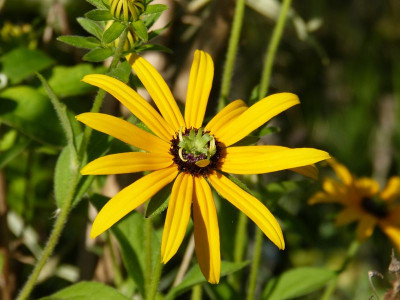 2015-08-22 Rudbeckia var. Deami 2.jpg