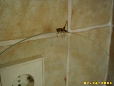 2006_0725Bild0017.JPG