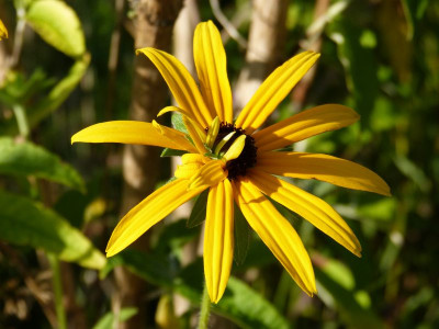 2015-08-22 Rudbeckia var. Deami.jpg