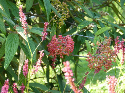 2015-08-22 Viburnum rhytidophyllum.jpg