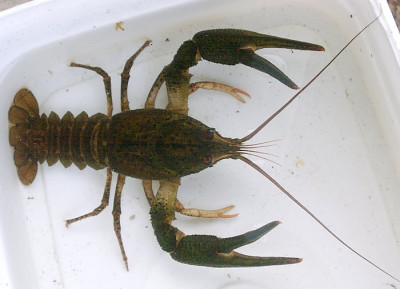 10050009_eAstacus_leptodactylus.JPG