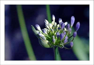 Agapanthus_1_16-07-2006.jpg