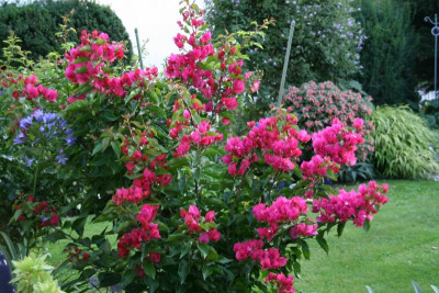 Bougenvillea0215.JPG