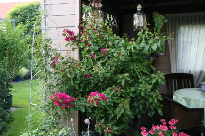 Bougenvillea0315.JPG