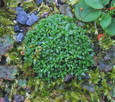 Gypsophyla_aretioides_fars_1.jpg