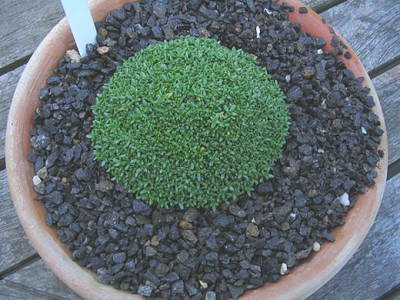Gypsophyla_aretioides_fars_2.jpg